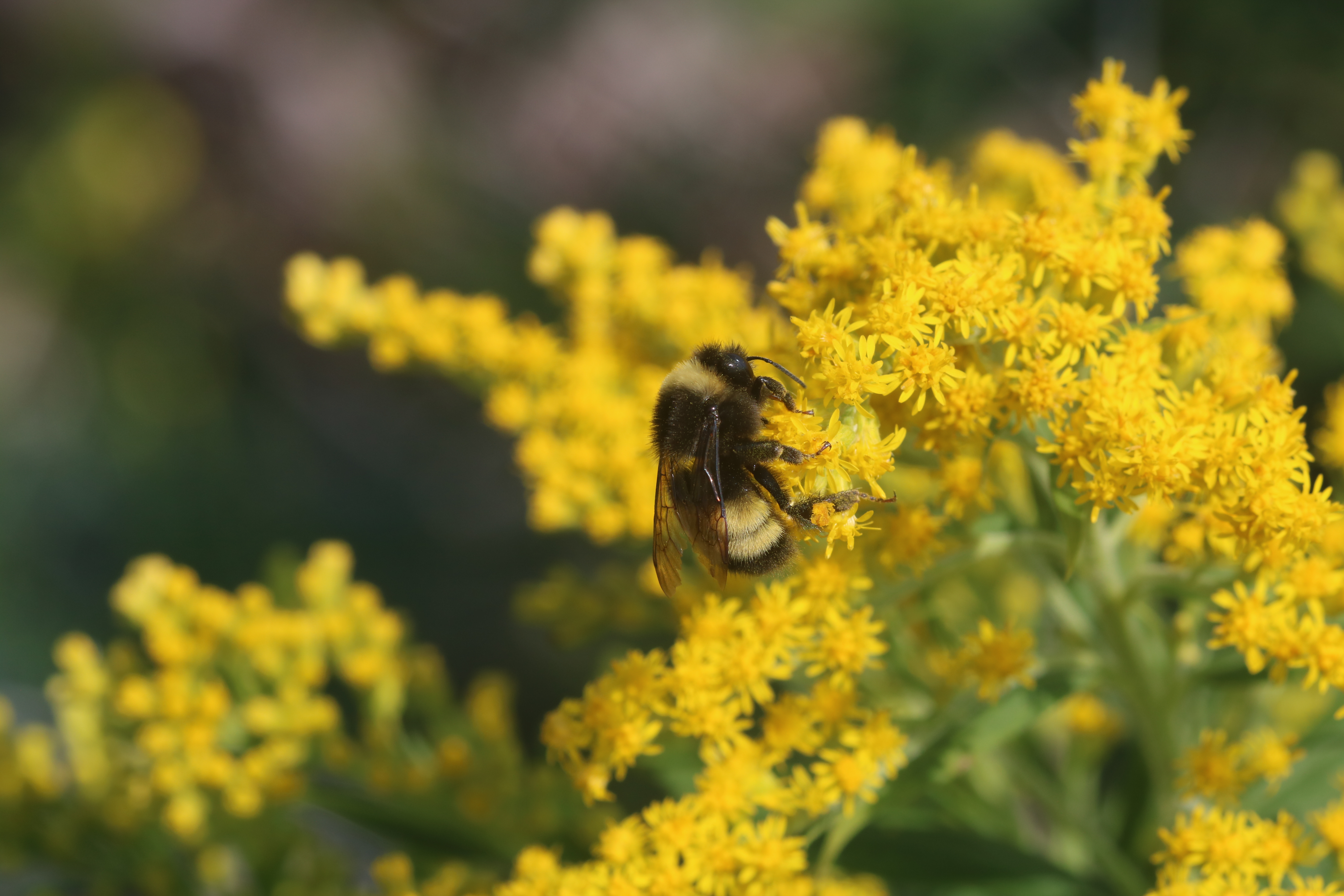 bumblebee on goldenrod
